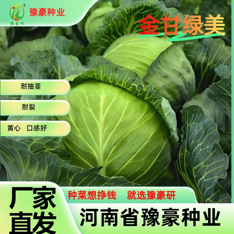 金甘绿美包菜种子耐抽薹耐裂黄心口感甘蓝种子杂交高产大面积种植