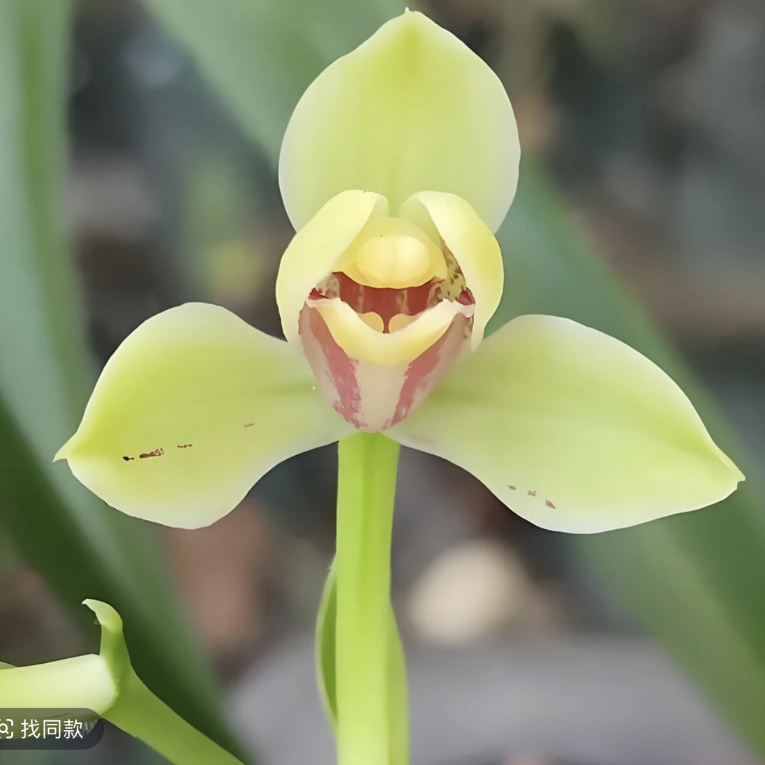 【夏皇梅】建兰八大名品之首，四季浓香兰花室内盆栽花卉兰花盆栽