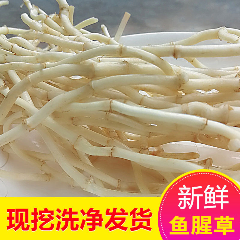 当农新鲜现挖鱼腥草根折耳根嫩根可凉拌的湖北特产蔬菜