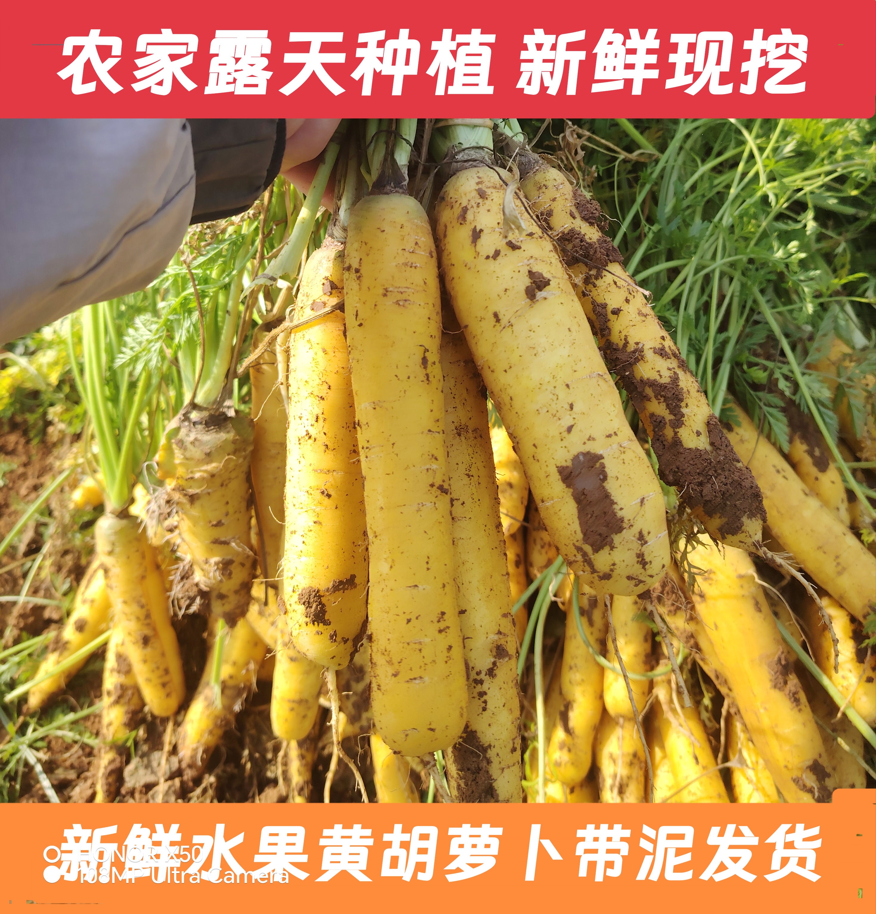 新鲜现挖黄胡萝卜湖北农家露天水果胡萝卜3-5斤带泥发货产地直发