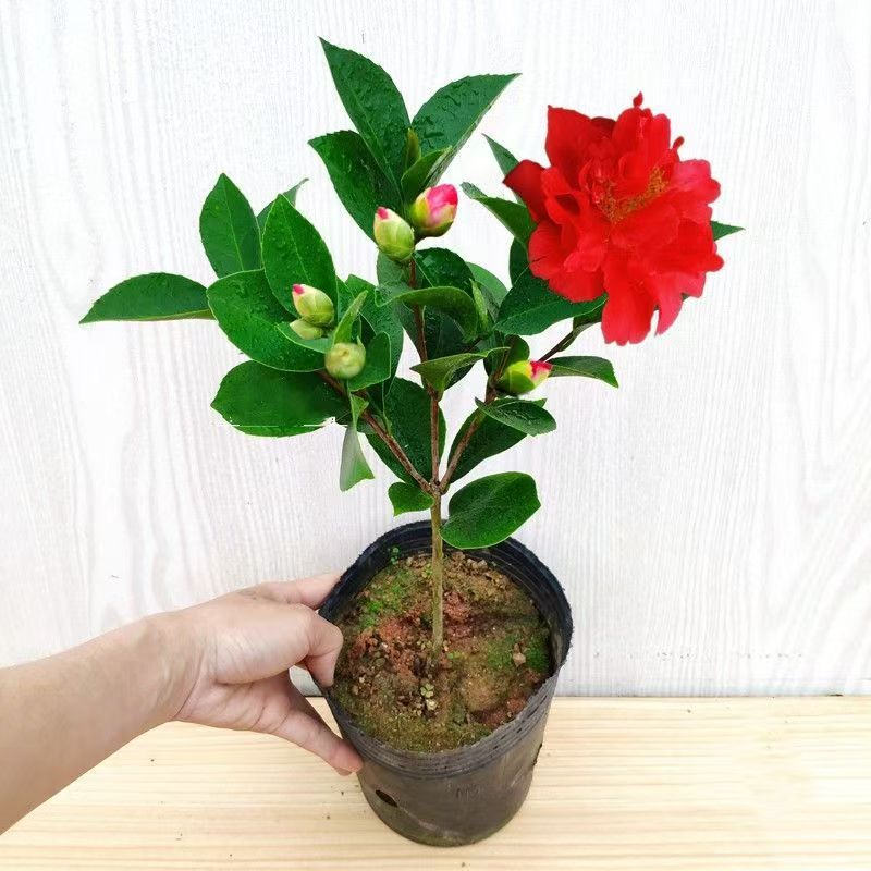 老代家的茶花【16#夏日七星】嫁接苗带花苞发货四季开花耐寒耐热