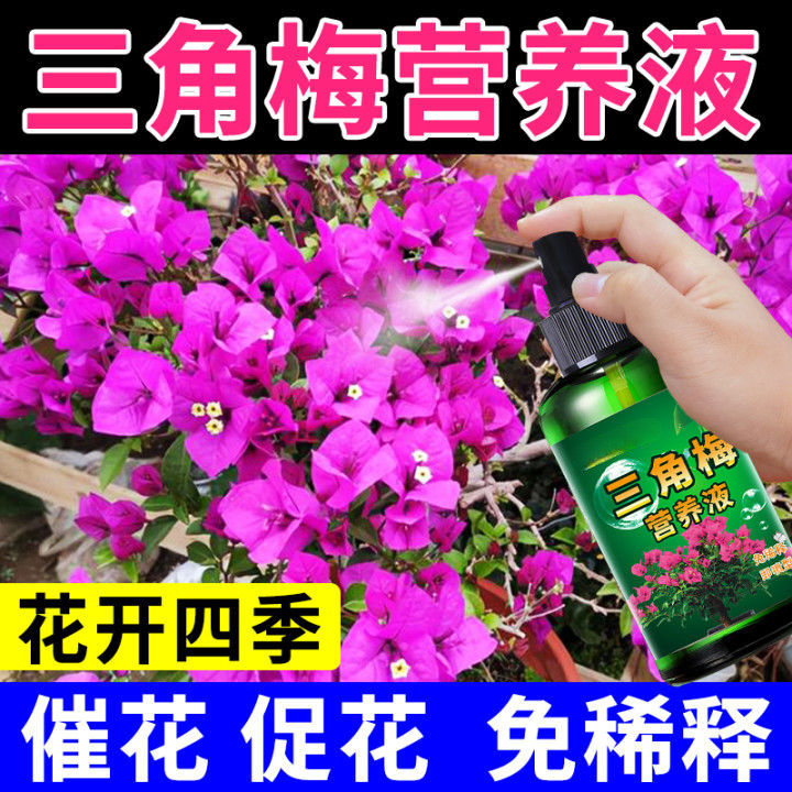 【爆满盆】三角梅催花剂增色催花促花生根养花卉植物营养液肥料直喷