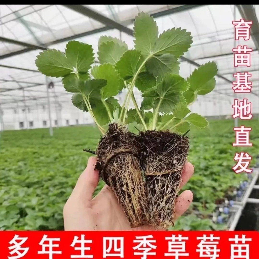 【6颗包邮】四季草莓苗盆栽好养活奶油红颜带土草莓苗南北种植