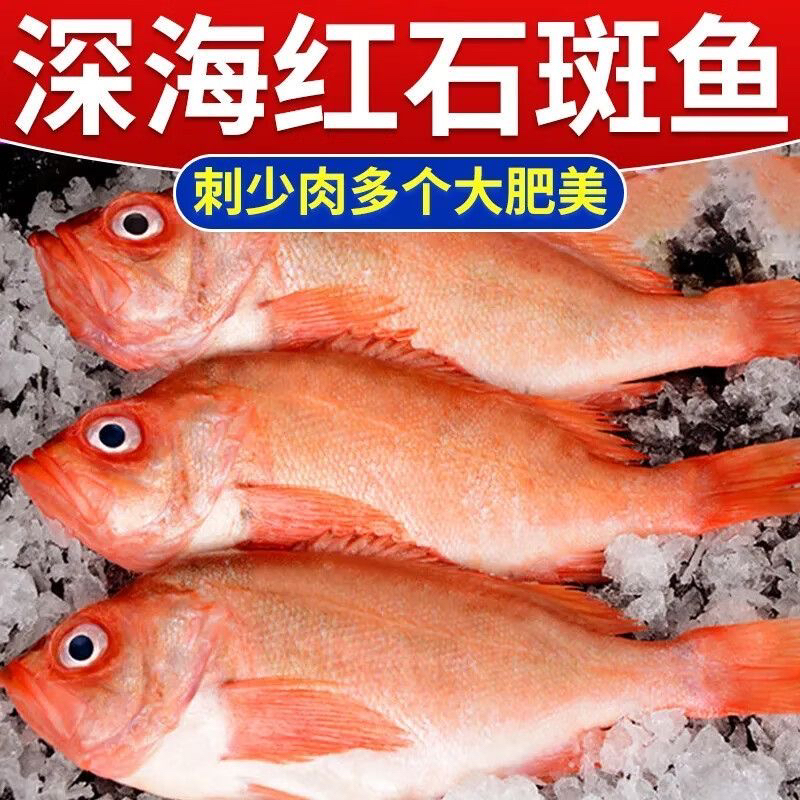 新鲜冷冻红石斑鱼富贵鱼新鲜大眼鱼深海海鲜水产鲜活红鱼顺丰锁鲜