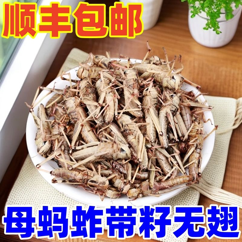 山东纯母祛翅蚂蚱新鲜蚱蜢蝗虫昆虫油炸下酒菜特产美食包邮