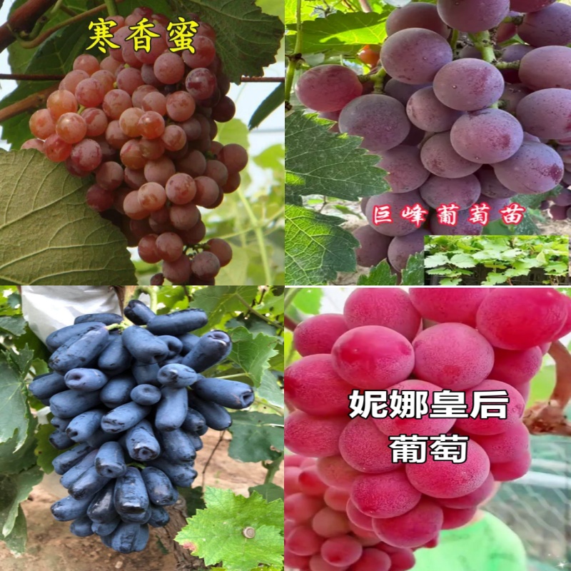 （2年苗）寒香蜜巨峰妮娜皇后真品种葡萄树苗南北方栽种（不包成活）