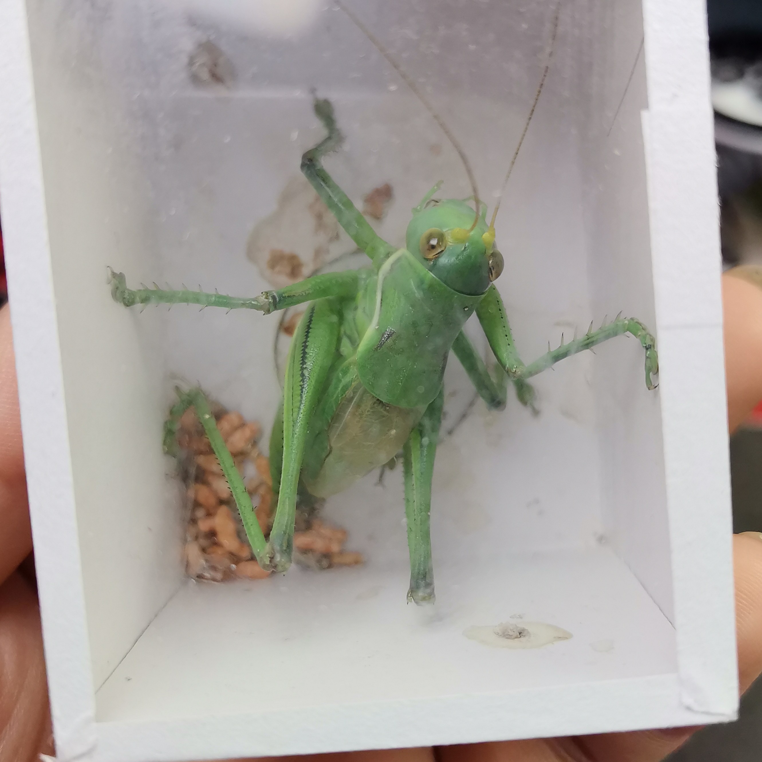 翡翠绿蝈蝈色艳欣赏听叫首选