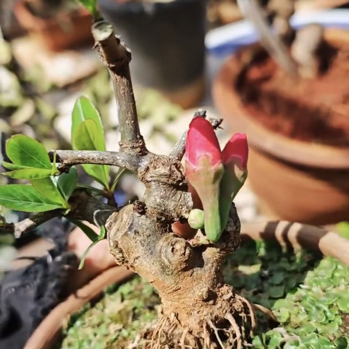 云南酸木瓜盆景 红花酸木瓜 刺木瓜 酸木瓜树 小老桩次年可开花