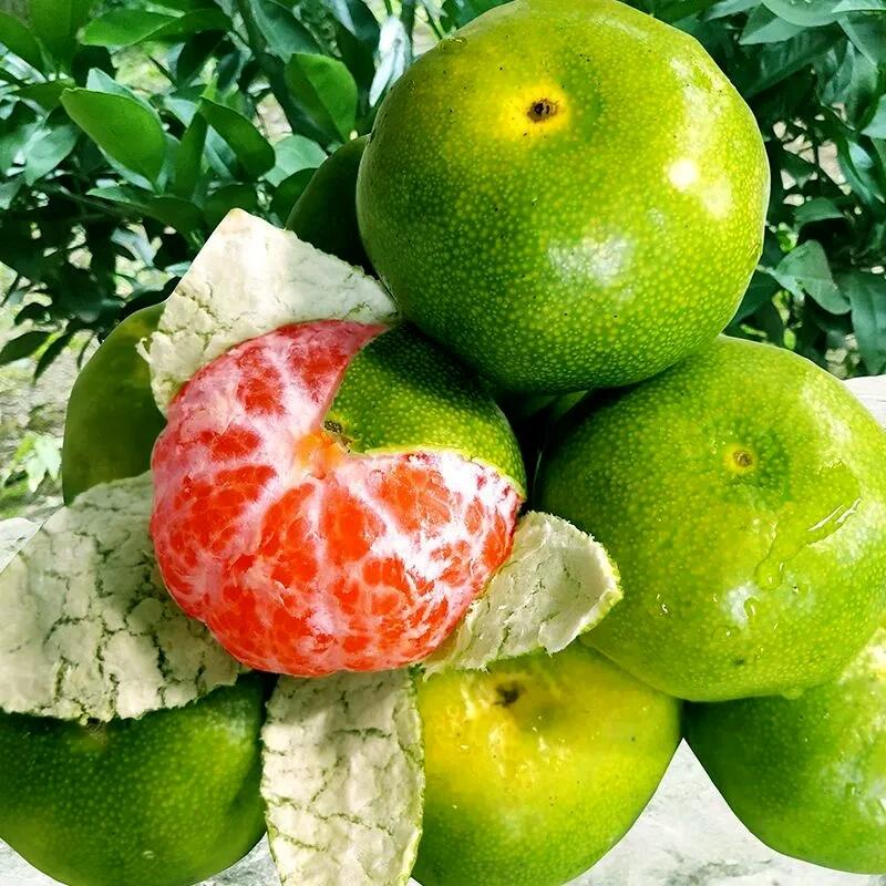 青皮蜜桔日南一号嫁接橘子树苗果树苗盆栽地栽桔子苗阳台庭院果树