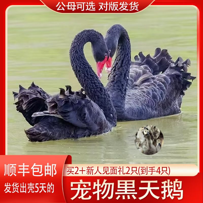 宠物黑天鹅观赏鹅好看顺丰包邮