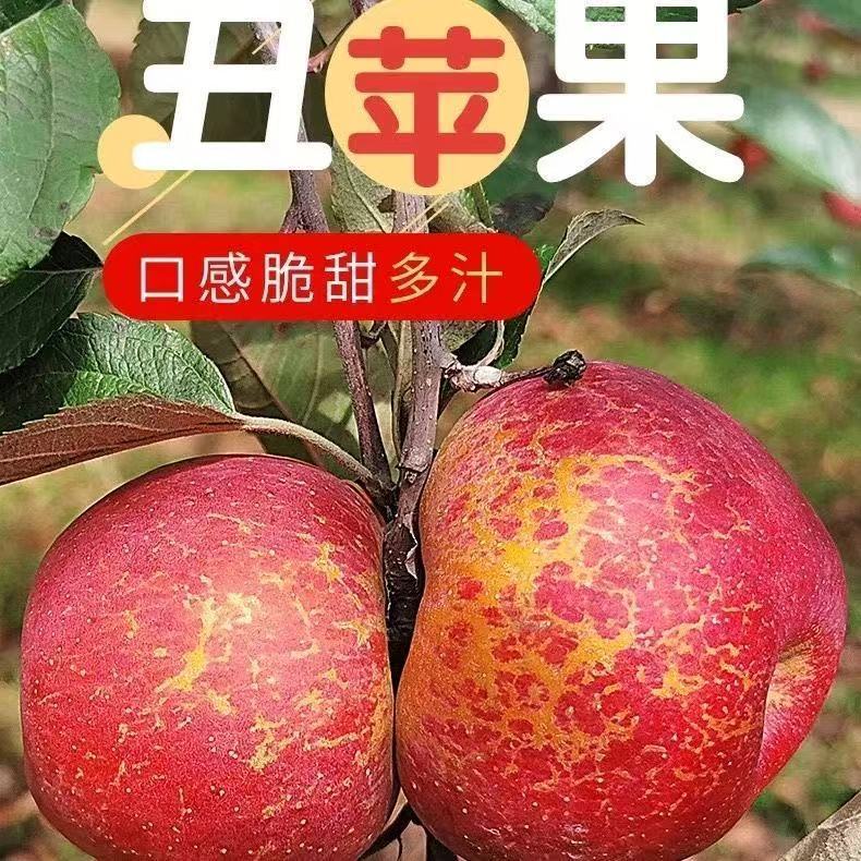 正宗云南昭通冰糖心丑苹果现摘现发脆甜多汁新鲜现摘