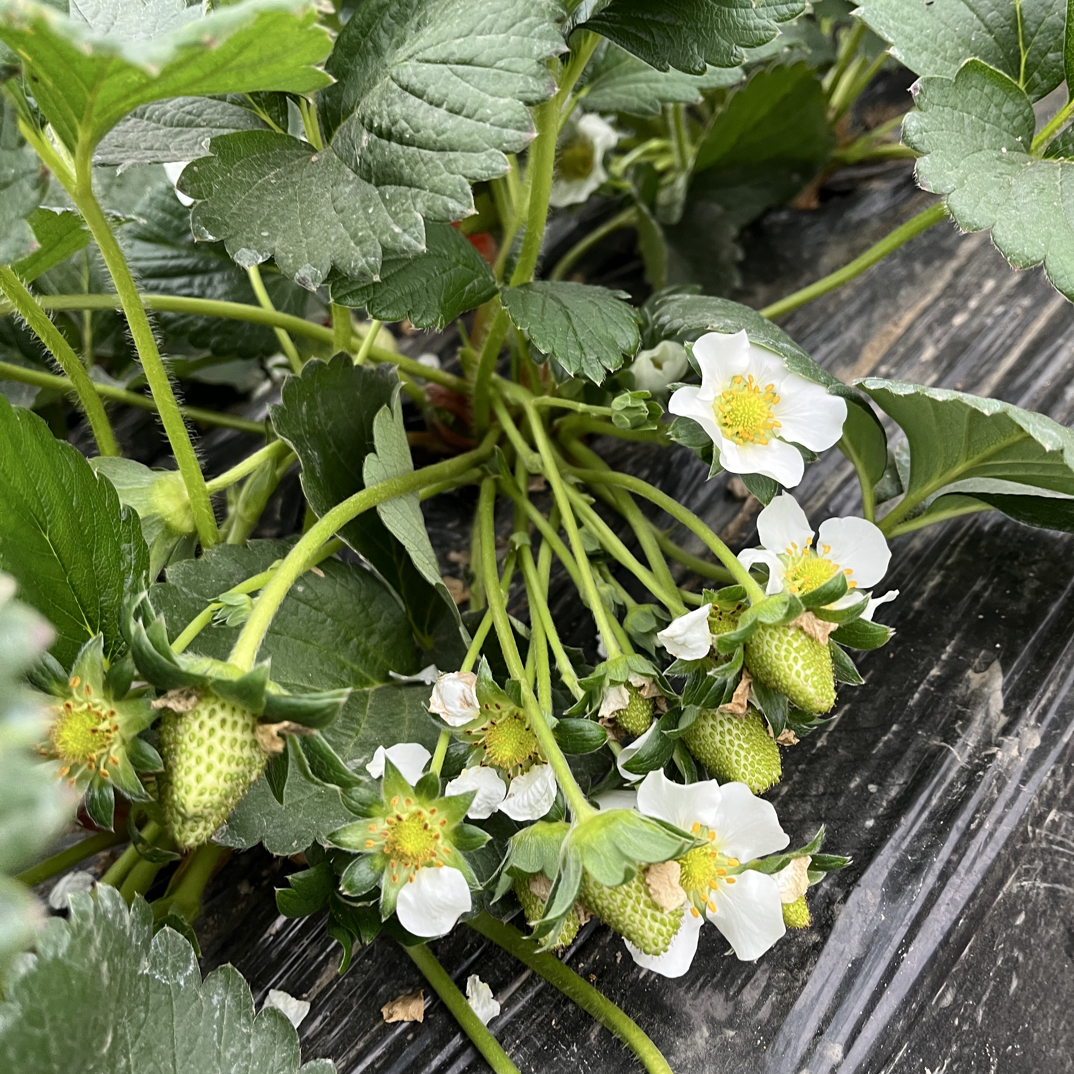 红颜、奶油苗 小苗随机发（新手勿拍 无售后）