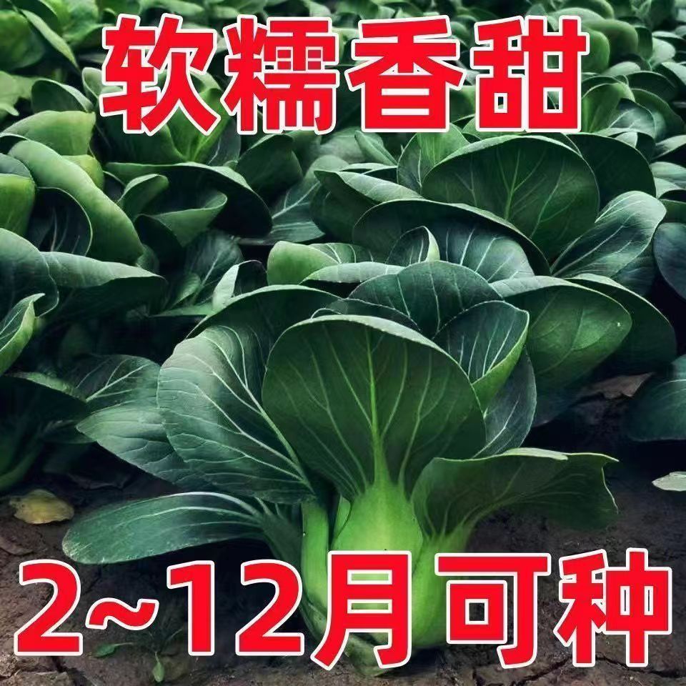 AA四季黑大头上海青菜种子原装大叶黑叶油亮矮脚苏州青菜蔬菜种籽