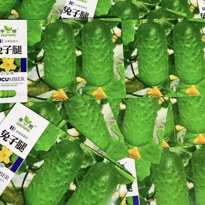 【兔子腿水果黄瓜种子】家庭阳台小院盆栽地栽四季种植
