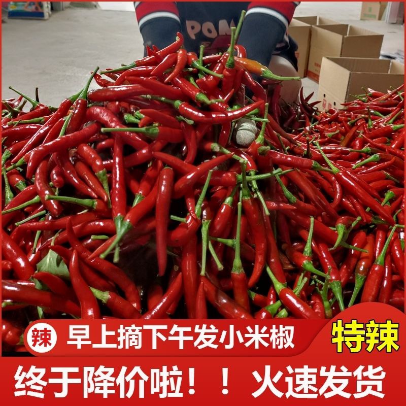 农家种植新鲜现摘特辣小米椒餐饮批发香辣朝天椒海椒杭椒泡椒剁椒