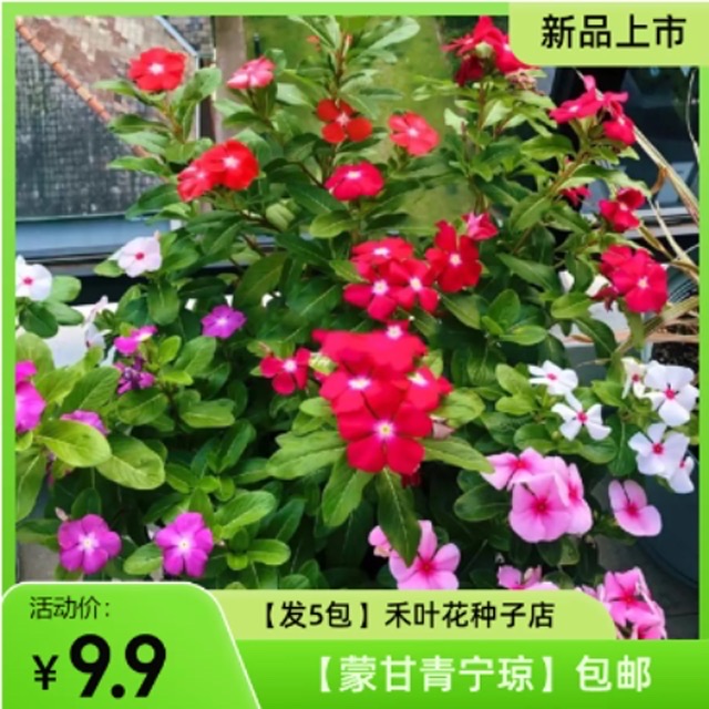 【发5包】花卉种子 长春花种子 花种子 花籽 阳台夏季庭院