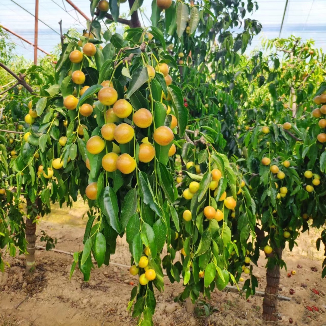 特大早熟三代冰糖脆枣树苗冬枣苗南北方种植盆栽地栽耐寒当年结果
