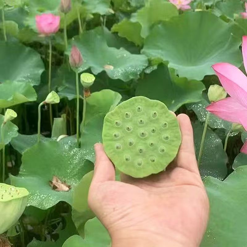 速冻嫩莲蓬鲜甜绿色农家白莲子米当季莲子2025年新货新鲜莲子