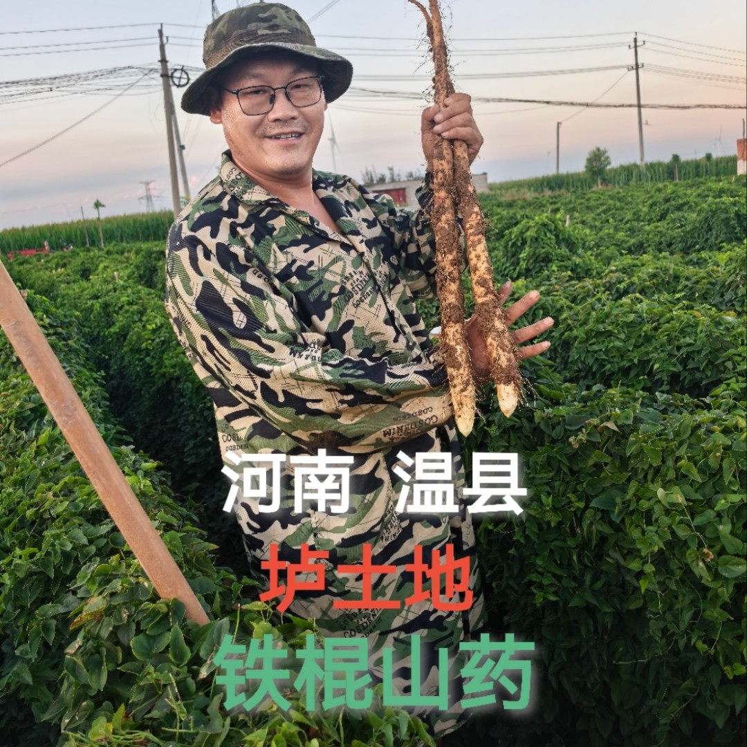 正宗河南焦作温县垆土怀山药铁棍山药新鲜现挖营养丰富