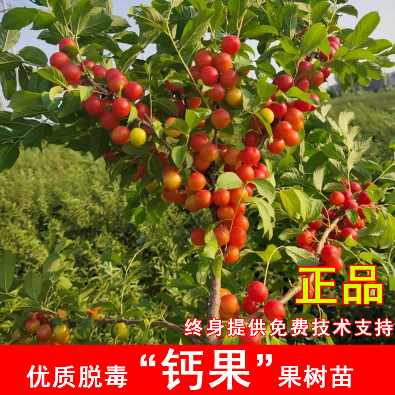中华红钙果树苗嫁接欧李树苗黄钙果苗南方北方种植当年结果果树苗