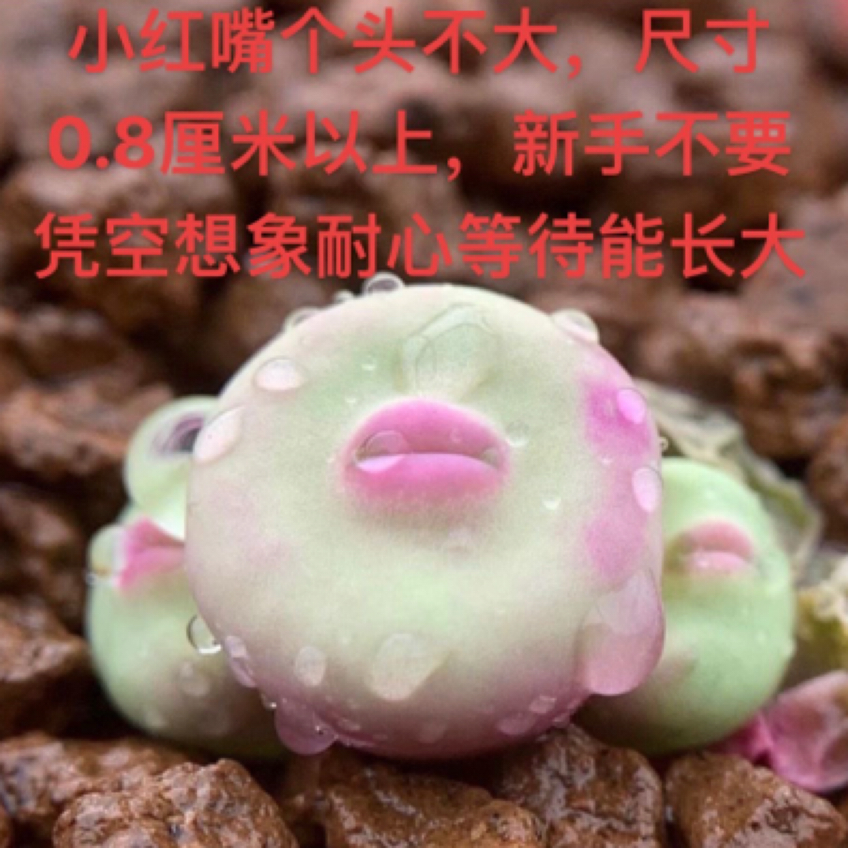 烈焰红唇小红嘴多肉单头个头小0.8cm正版肉锥生石花番杏绿植盆栽