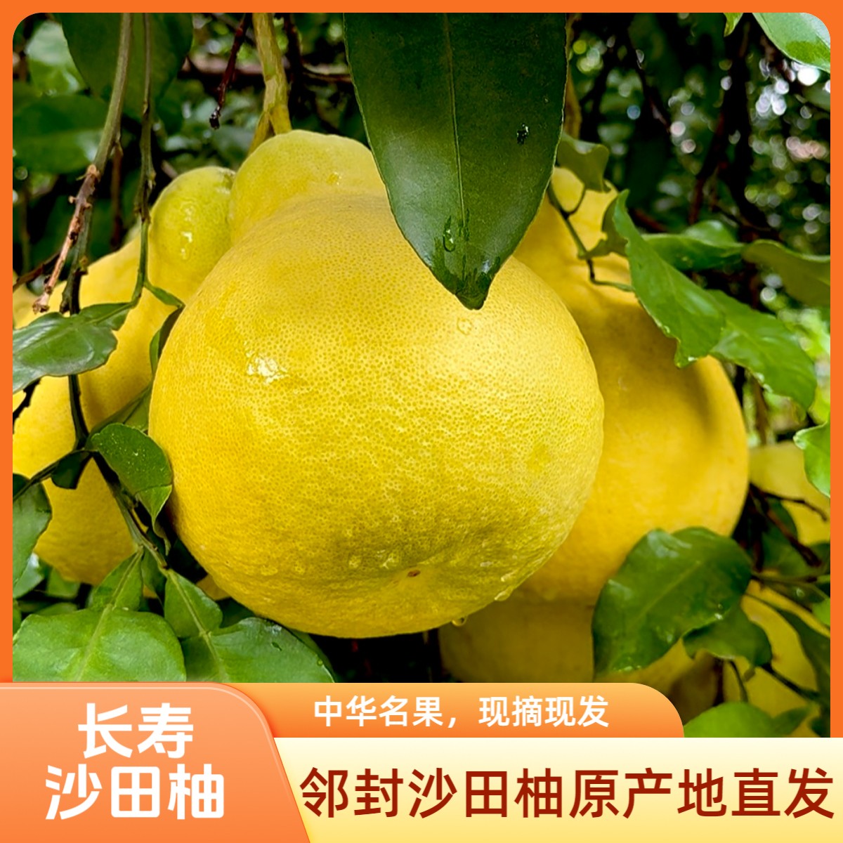 重庆正宗【长寿邻封沙田柚】纯甜无酸脆甜多汁细嫩化渣清甜爽口包邮