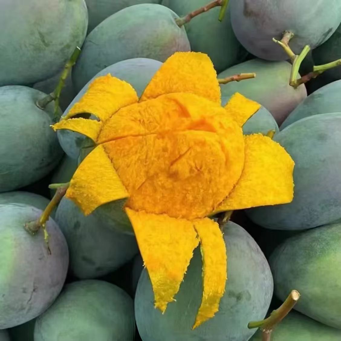 池雨新鲜现摘凯特芒果当季皮薄水果香甜多汁带箱10斤CY