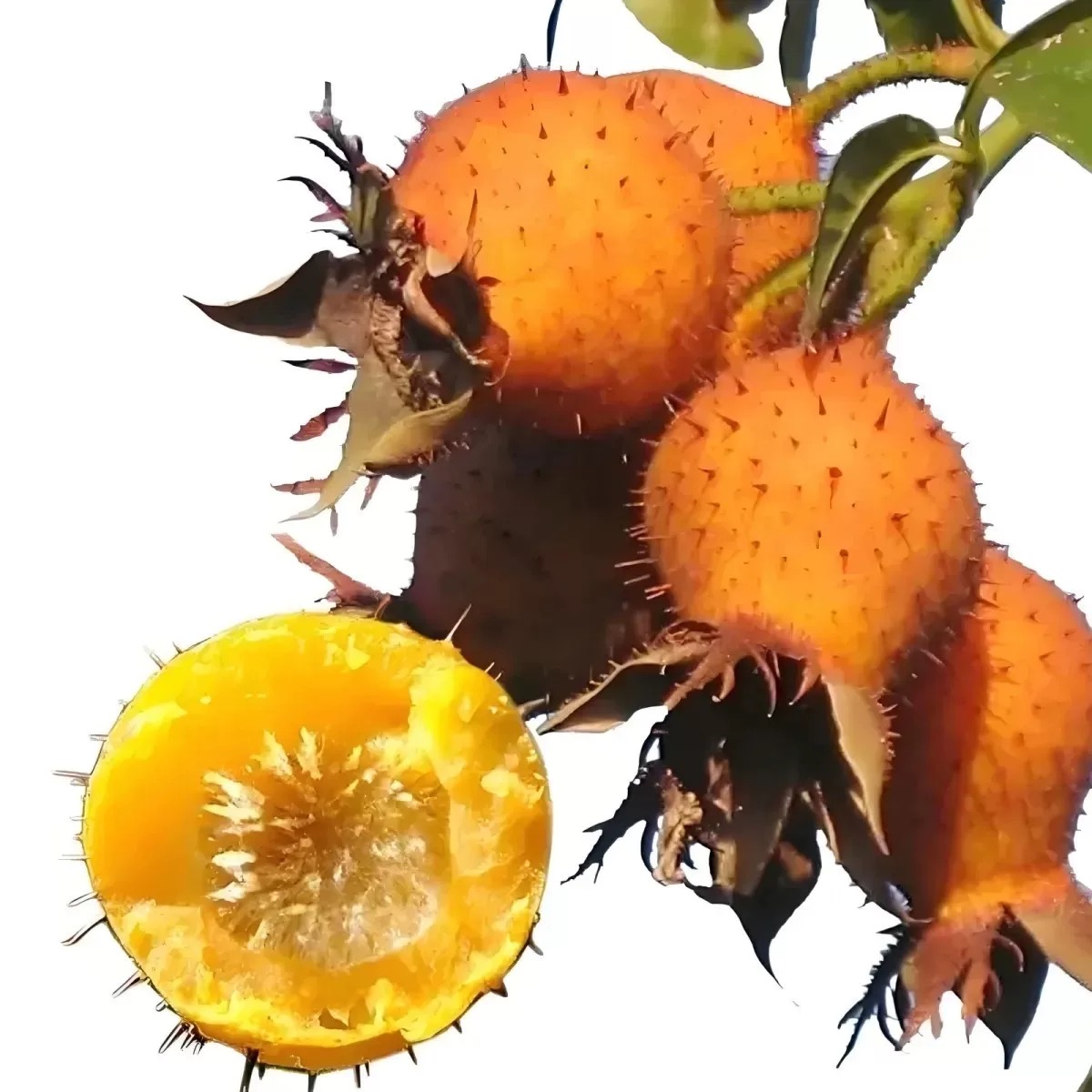 云南山货土特产鲜果金刺梨现采现发