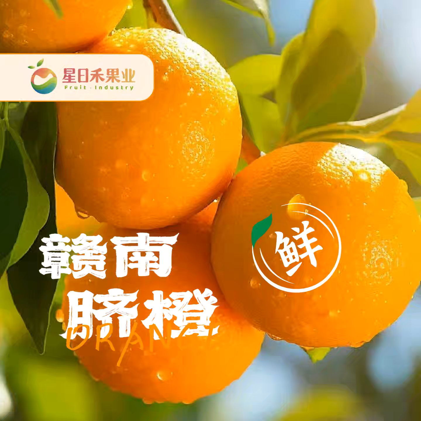 正宗赣南脐橙新鲜江西原产地现摘手剥直发5斤香甜多汁10斤装