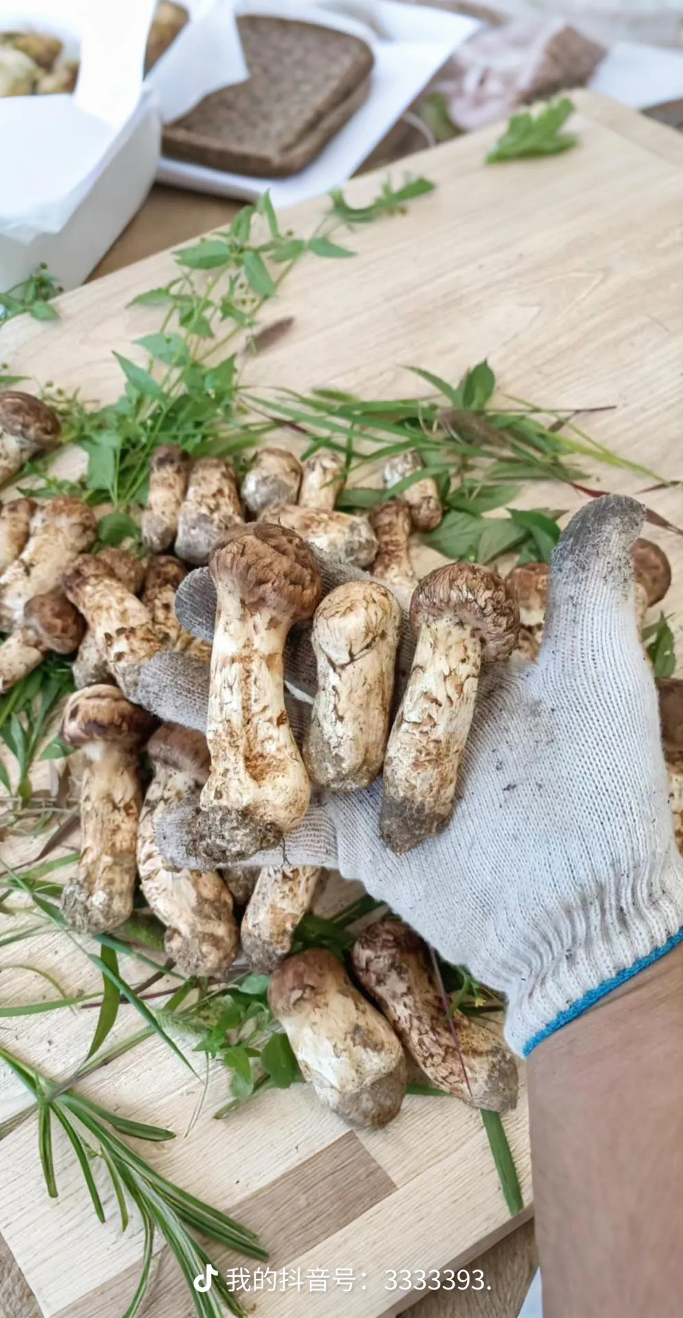 新鲜松茸菌产地直发2025年正品出口品质