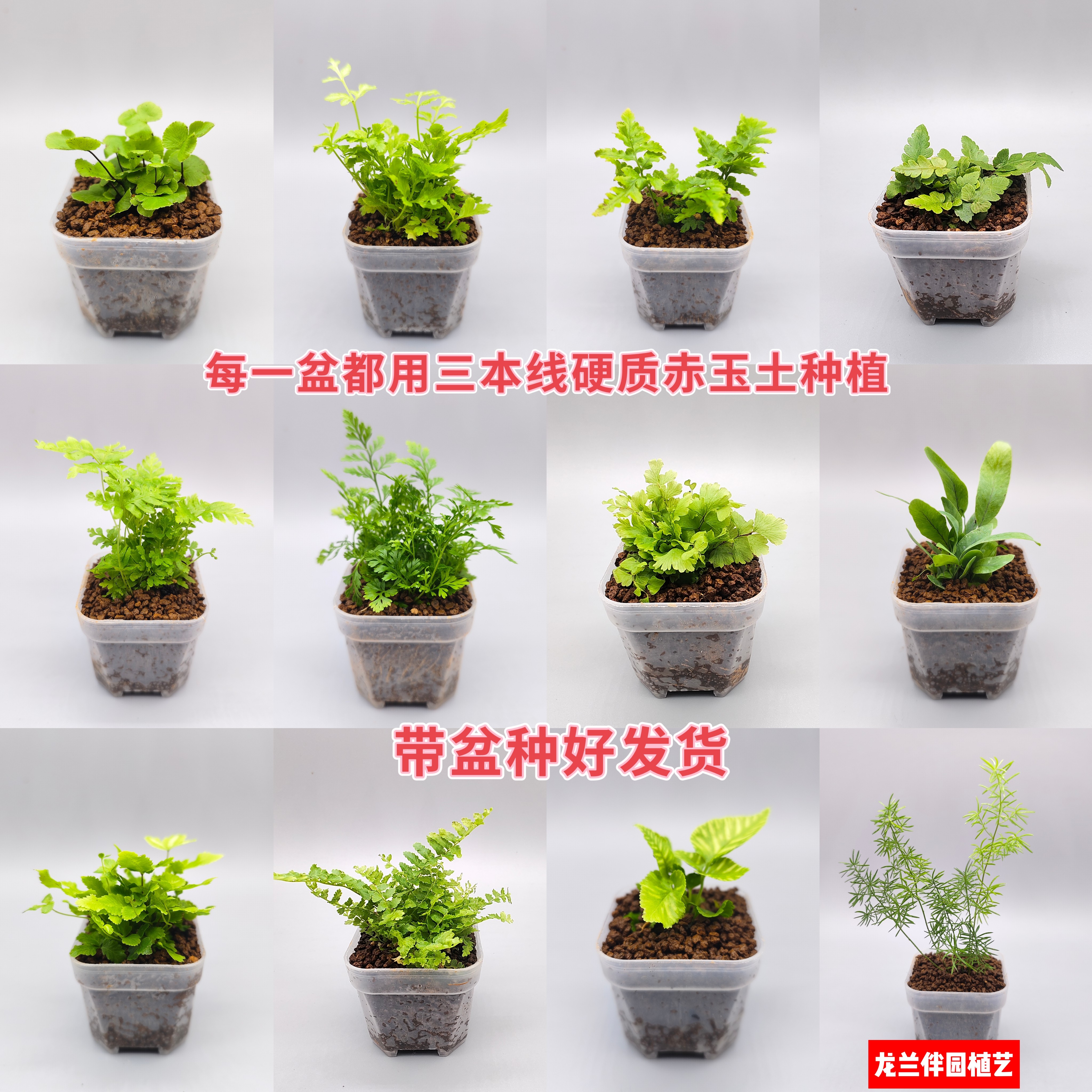 龙兰《蕨类植物合集》-迷你盆栽苔藓微景观素材