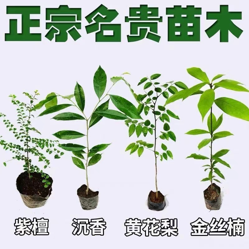 四大名贵苗木正宗金丝楠木树苗小叶紫檀树苗海南黄花梨树苗沉香苗