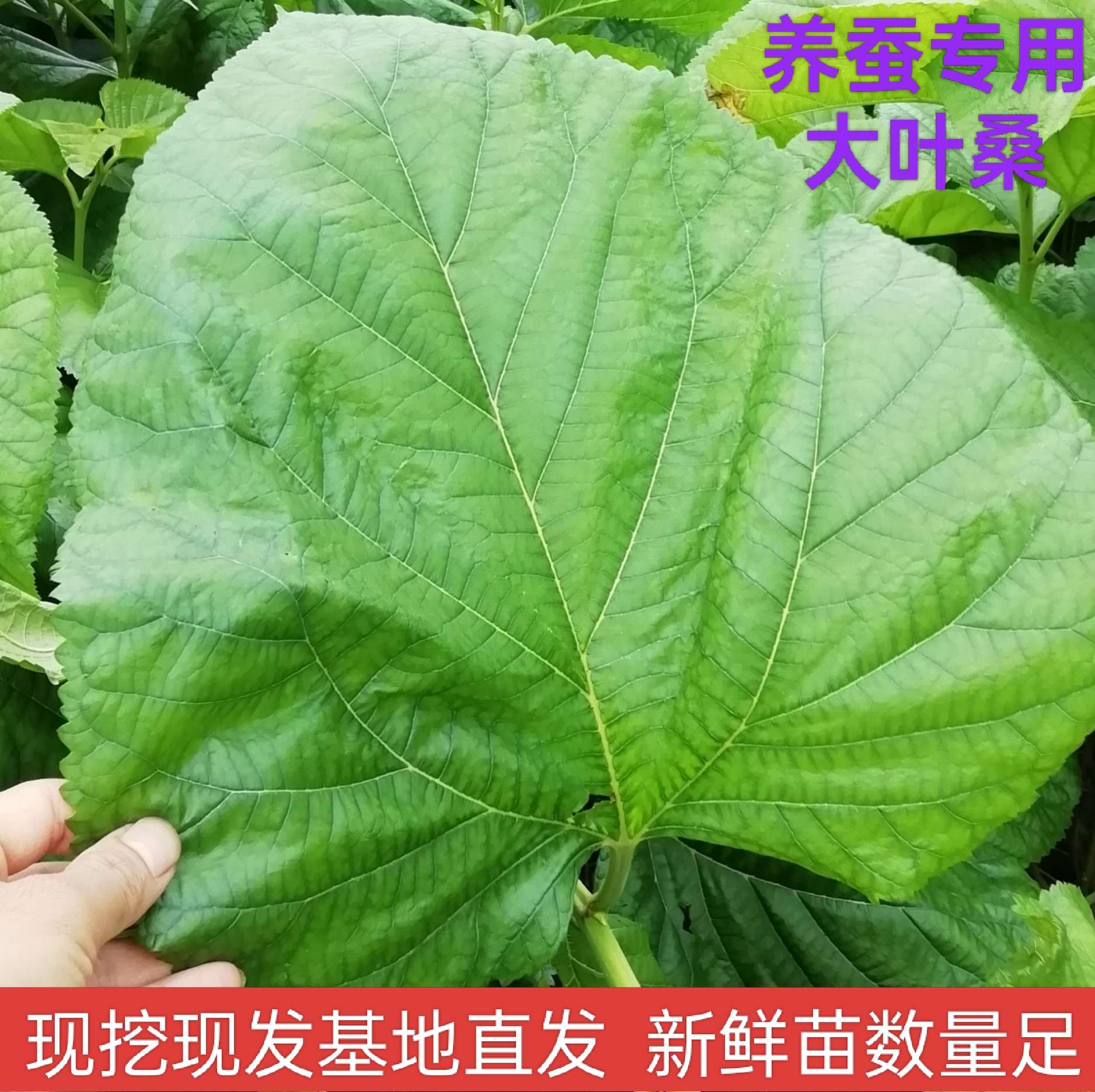 桂桑6号 养蚕专用大叶桑叶大叶厚蛋白质高耐旱耐贫瘠适合全国种植