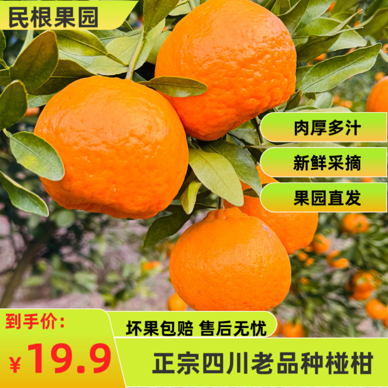 四川老品种椪柑当季水果新鲜多汁他果园直发（中果）