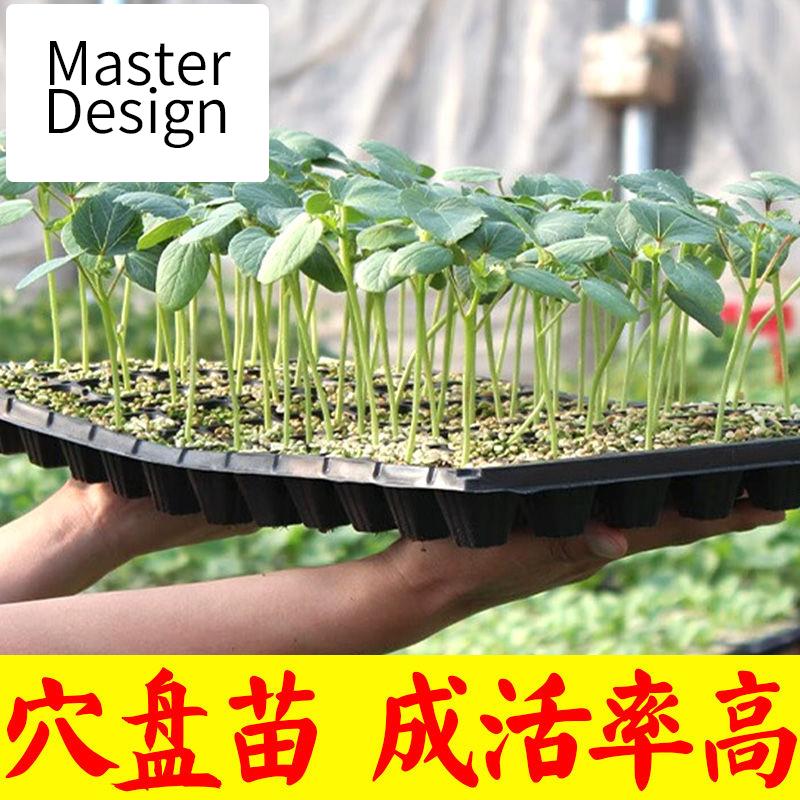 【新疆精选】水果秋葵种苗红秋葵秧苗黄秋葵种子春秋四季高产早熟