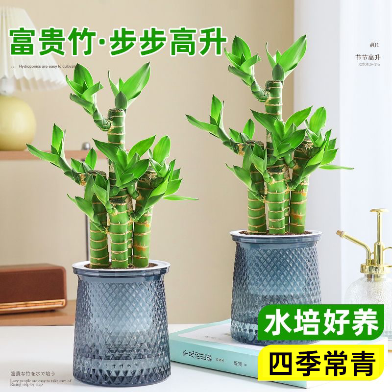 【花伴水】富贵竹文昌竹花伴水五支步步高升竹室内好养绿植dr