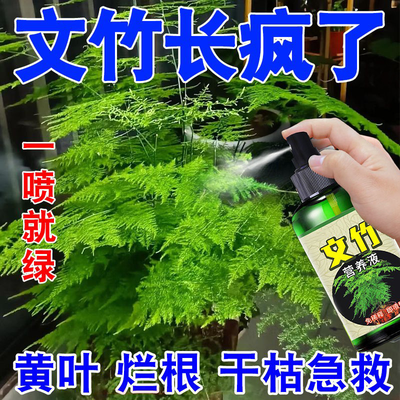 文竹叶子防发黄营养液一喷绿干根部腐烂生长缓慢室内免稀释有机肥