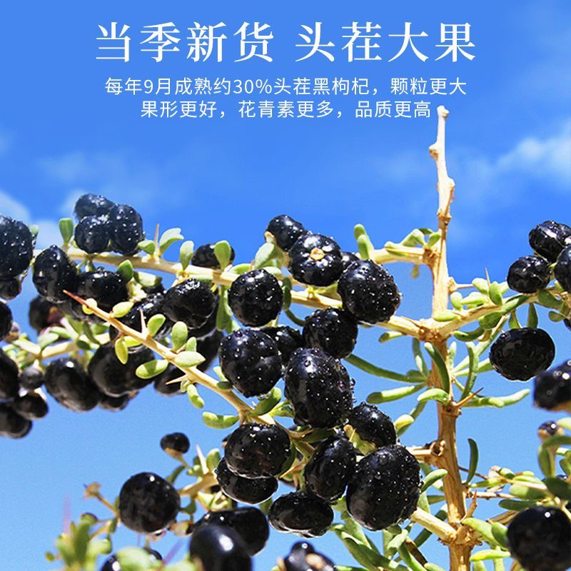 甘肃无硫牛头果黑枸杞营养丰富可泡水泡茶