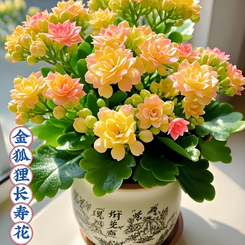 新品盆栽四季花卉长寿花小苗金丝雀金狐狸长寿花重瓣大全绿植苗