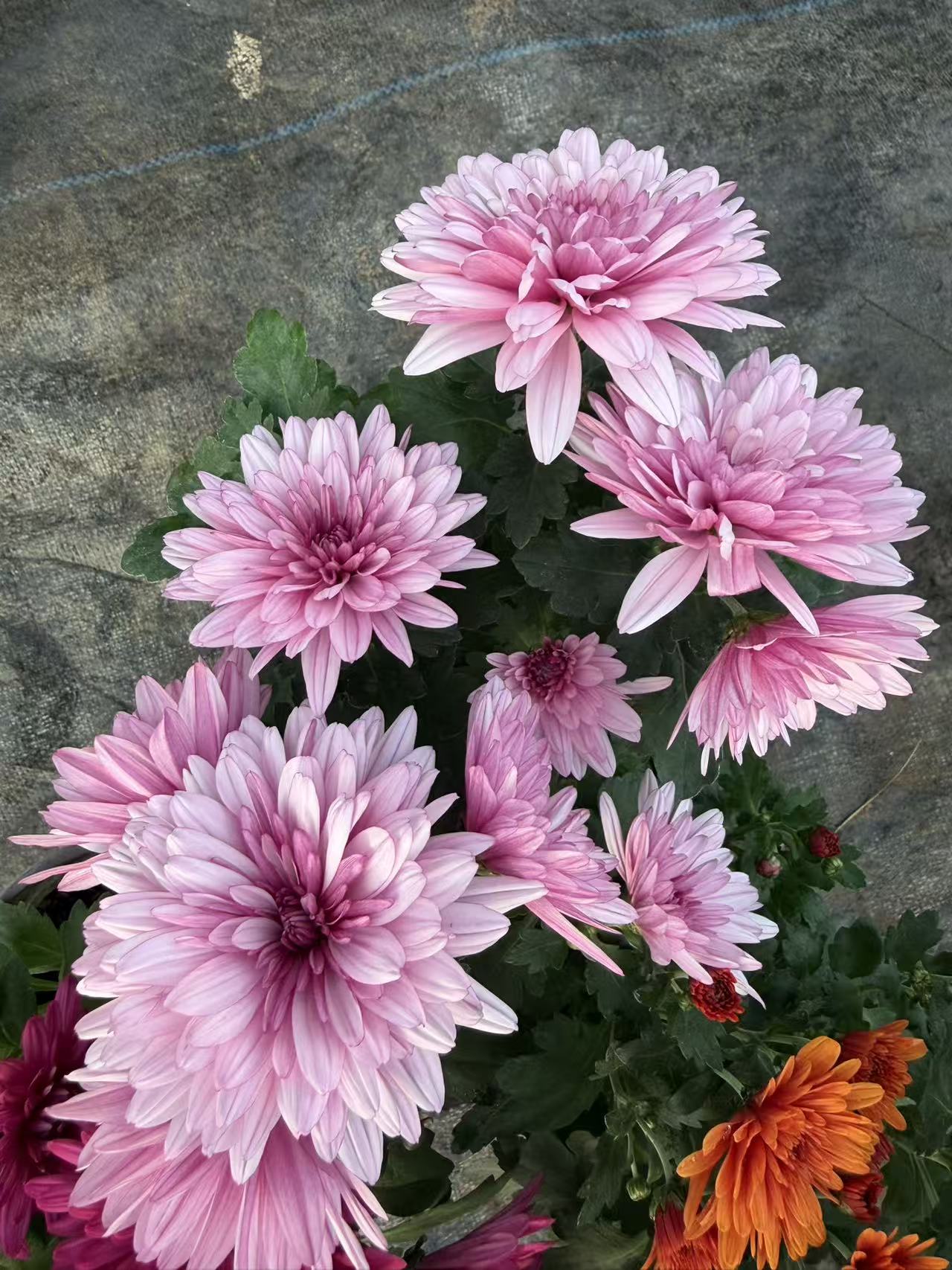 【荷兰菊】130盆四季开花宿根多年生当年开花带花发货