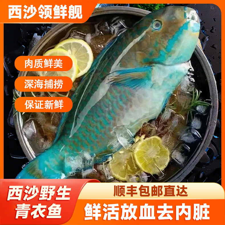 海南西沙鹦嘴青衣鱼深海珊瑚礁鱼营养丰富肉质鲜嫩口感鲜美包邮