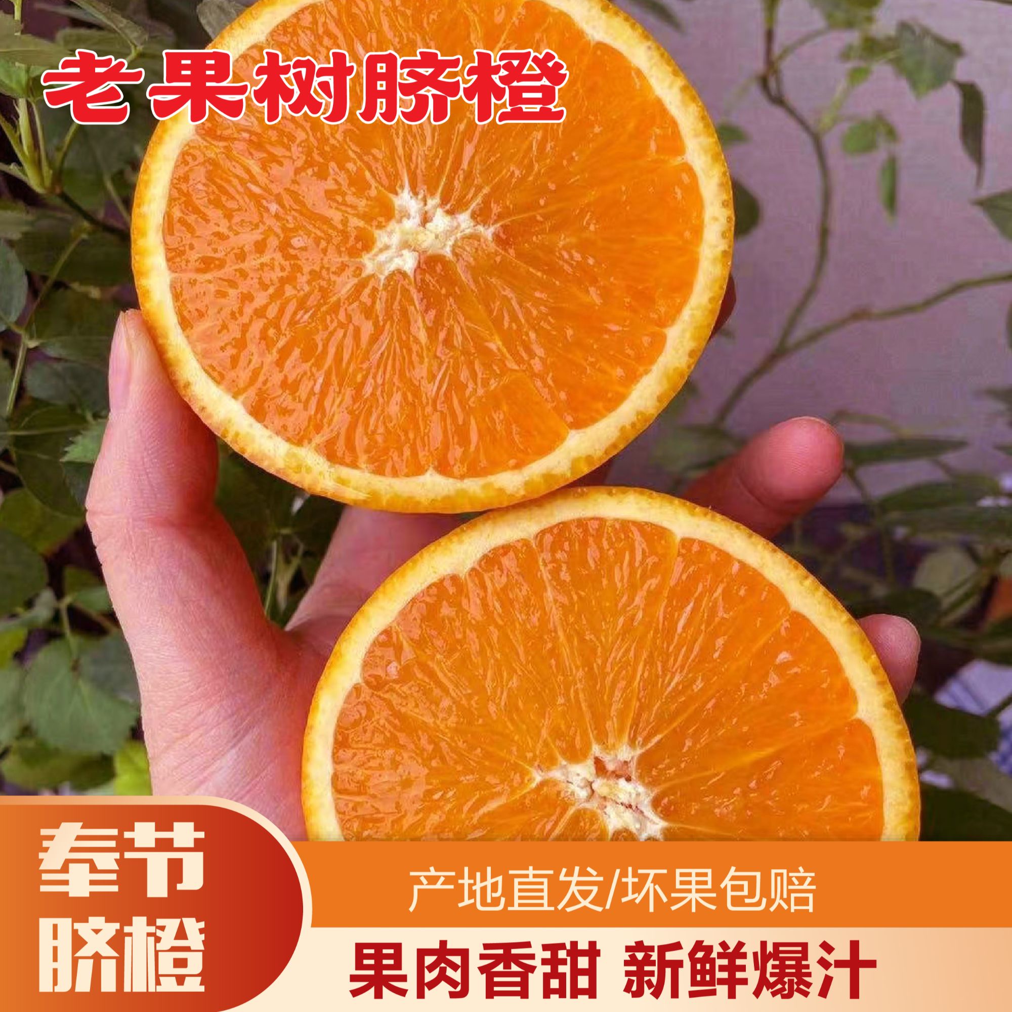 【老树果】正宗奉节脐橙现摘 5斤10斤20斤孕妇水果新鲜水果包邮夔喜