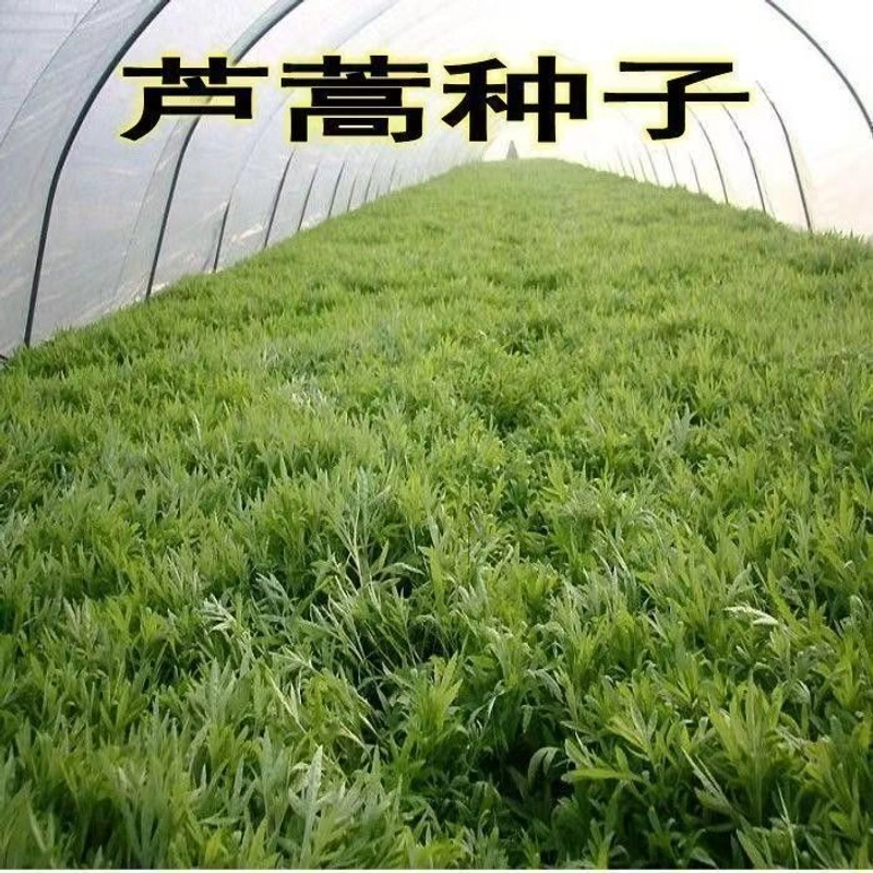 【芦蒿种子】四季种植盆栽地栽阳台小院种植