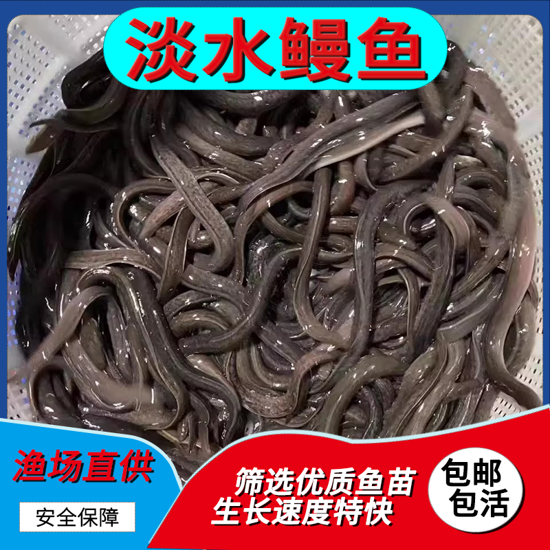 正宗淡水鳗鱼蚯蚓白鳗鱼苗活体运输适合淡水养殖白鳗鱼苗原生河鳗