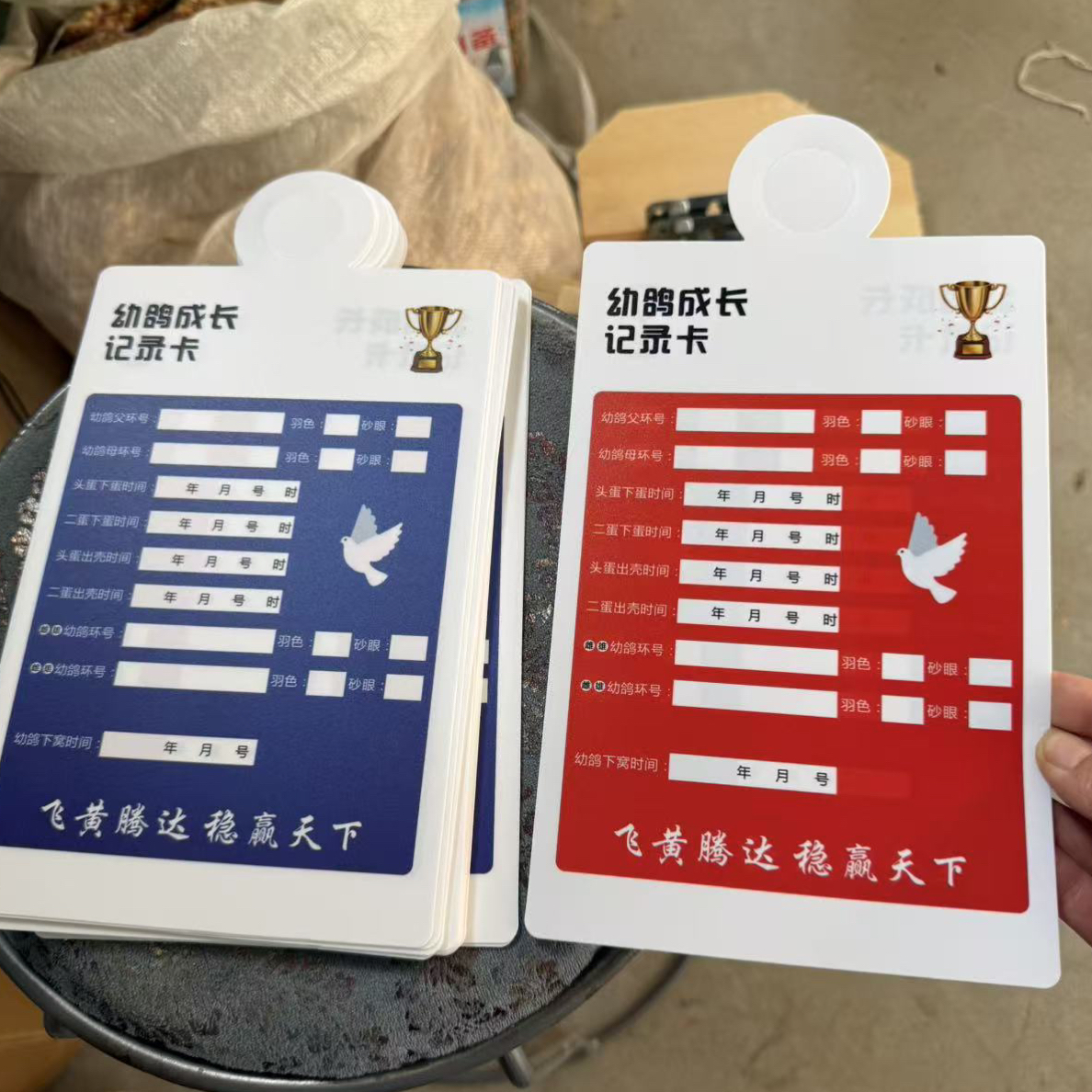 幼鸽成长记录卡（10张）