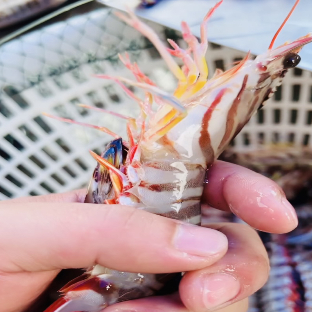 8-10条/一斤汕尾本港海捕现捞活冻野生九节虾斑节虾