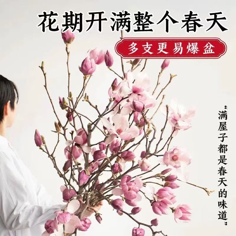 升级版水培玉兰花鲜切枝AA级苗带花苞干枝水养鲜花卉室内好养