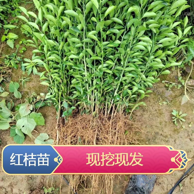 四川正宗老树川红橘批发正宗红橘苗红橘小苗棵红橘实生苗红桔
