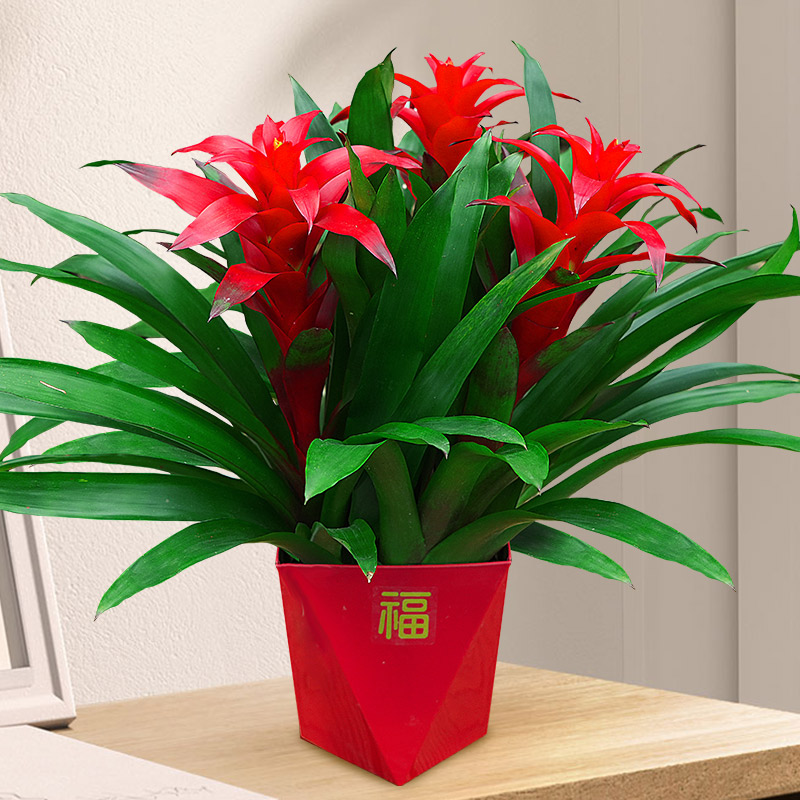 鸿运当头植物带红花凤梨好养植物室内植物