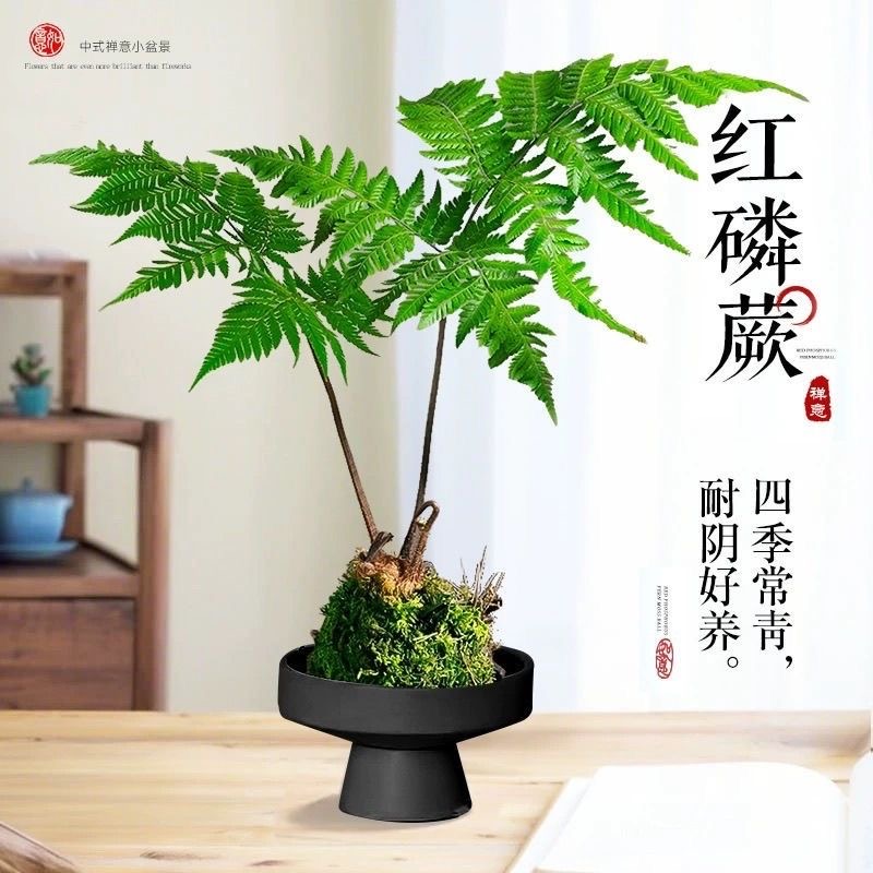 【好养活】红磷蕨水培植物一叶蕨网红懒人苔藓虹磷蕨